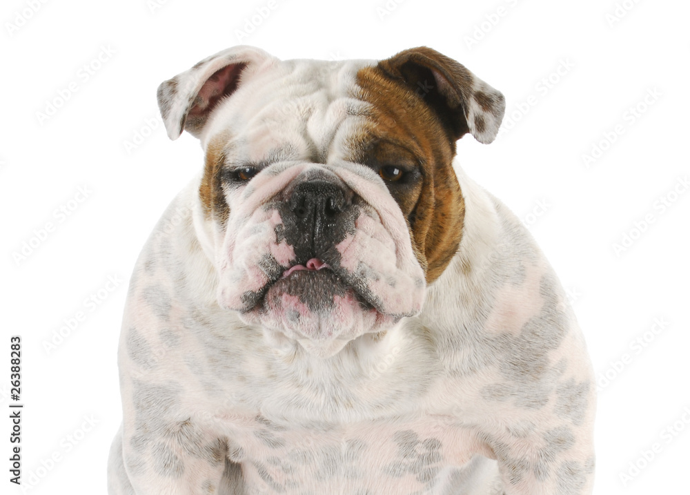 Fototapeta premium english bulldog