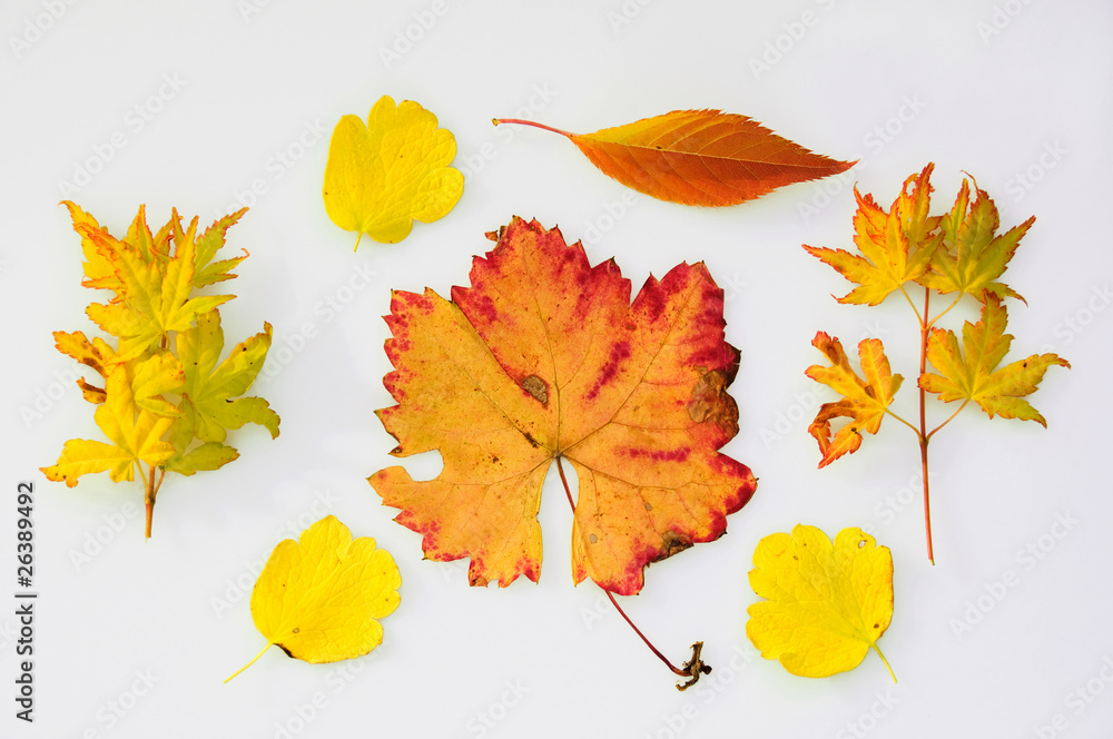 Obraz premium Collection of autumn leaves