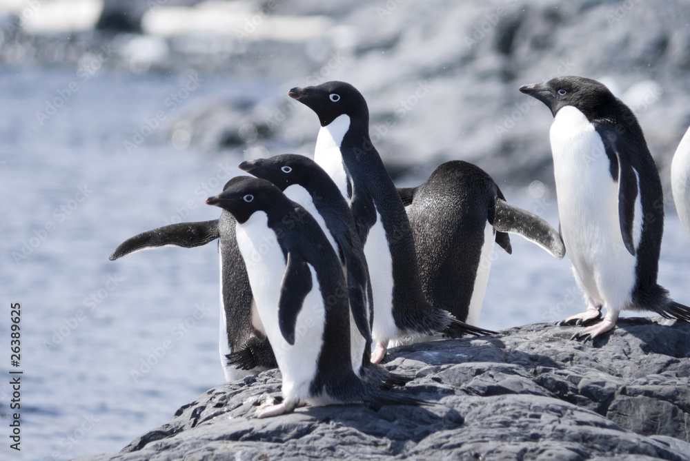 Obraz premium Adelie Penguin Colony