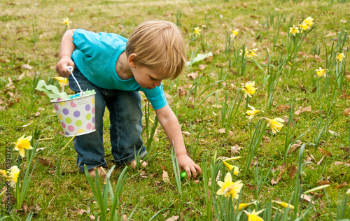 A toddler on an Easter egg hunt picks up an egg in the daffodils