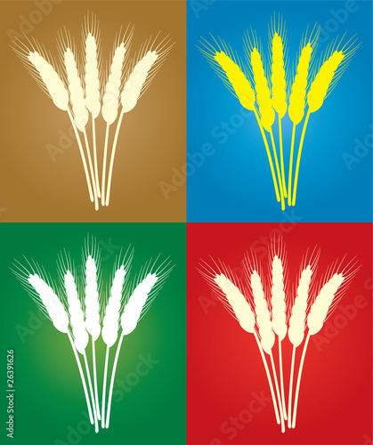 bunches of vector wheat ears