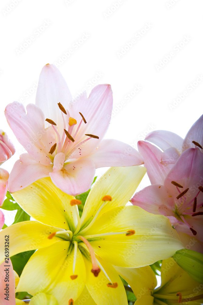 Naklejka premium beautiful bouquet of flowers