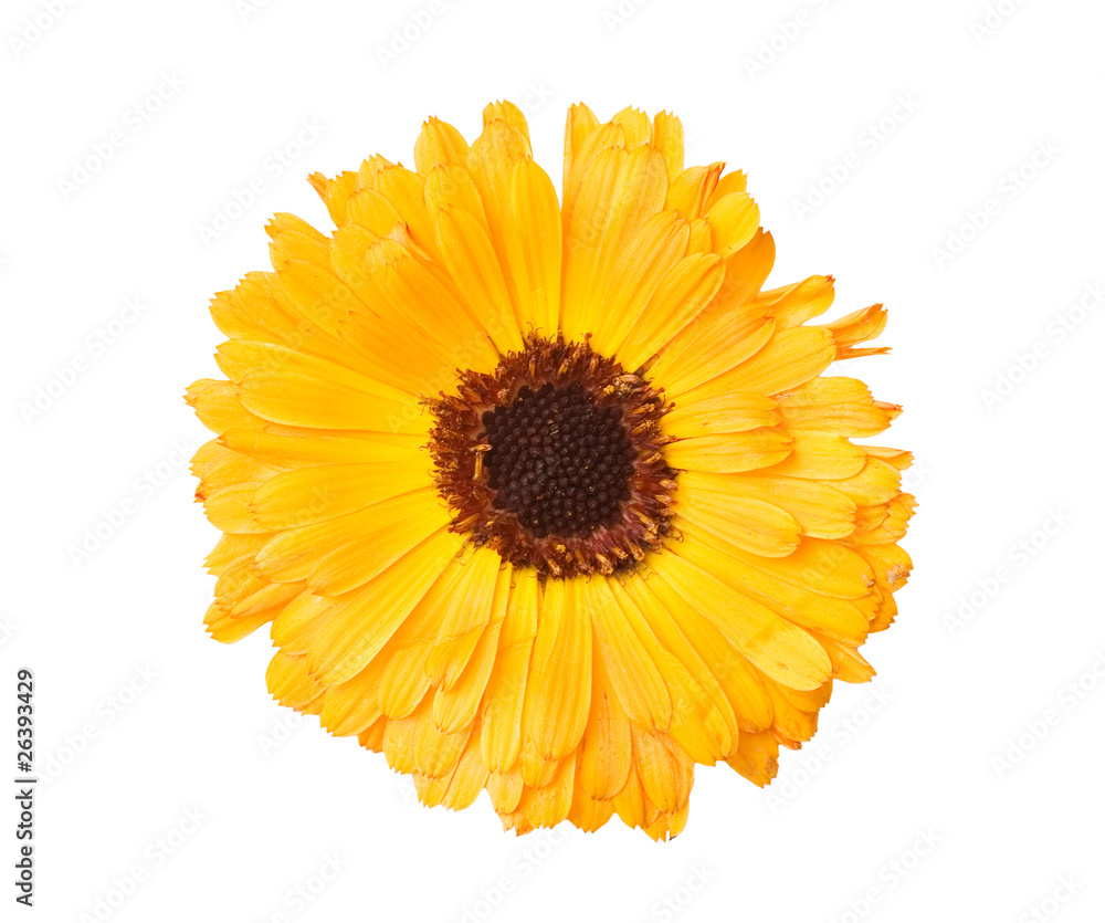 Gerbera flower isolated on white background Gerbera flower isolated on white background