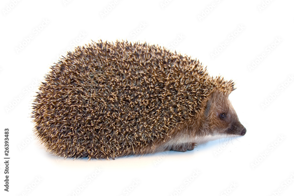 Hedgehog Hedgehog