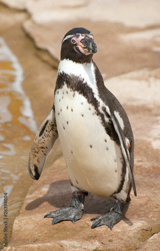 Fototapeta premium magellanic penguin
