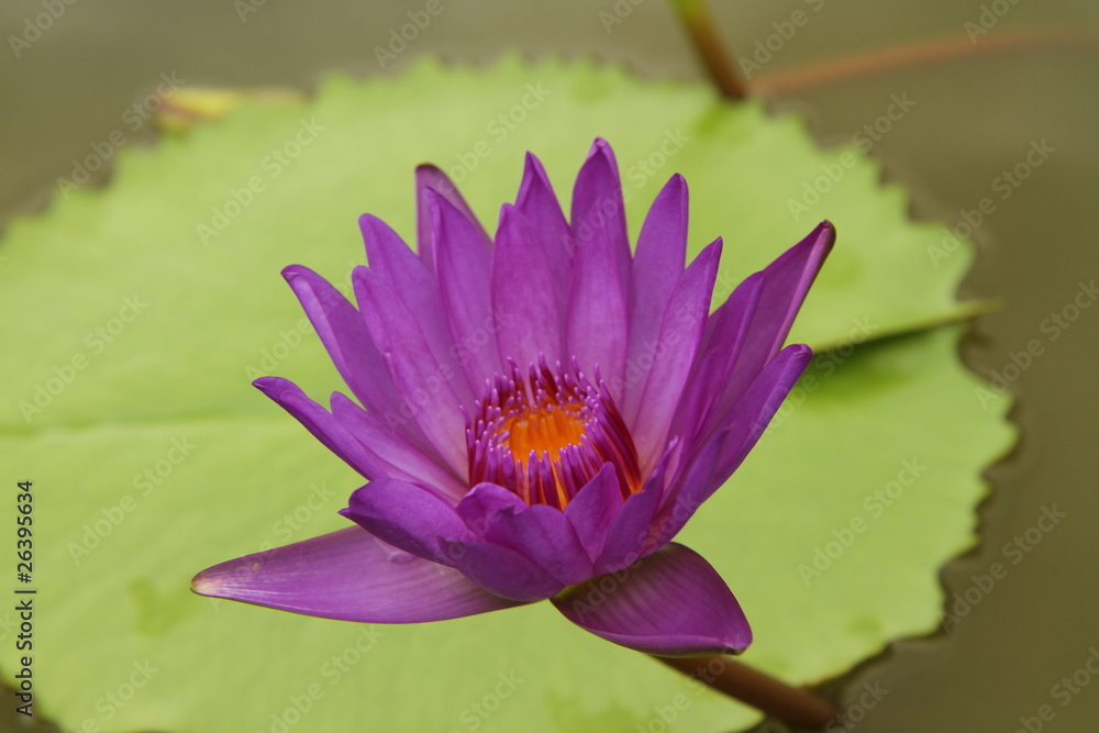 Purple lotus flower