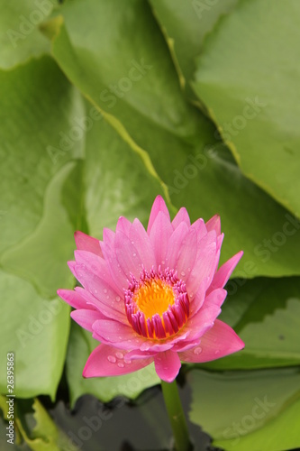 Pink lotus flower