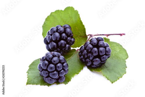 Wallpaper Mural Blackberries Torontodigital.ca