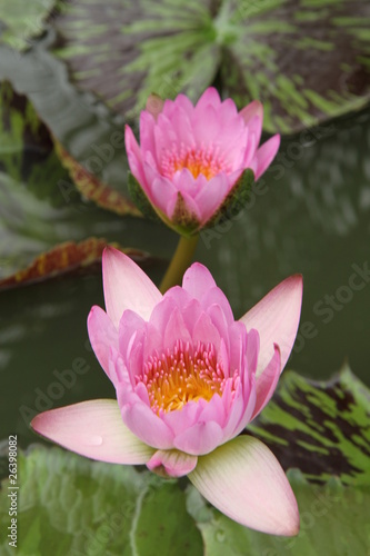 Pink lotus flowers