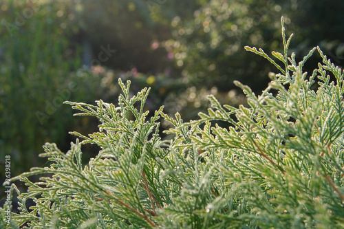 background with thuja occidentals branches