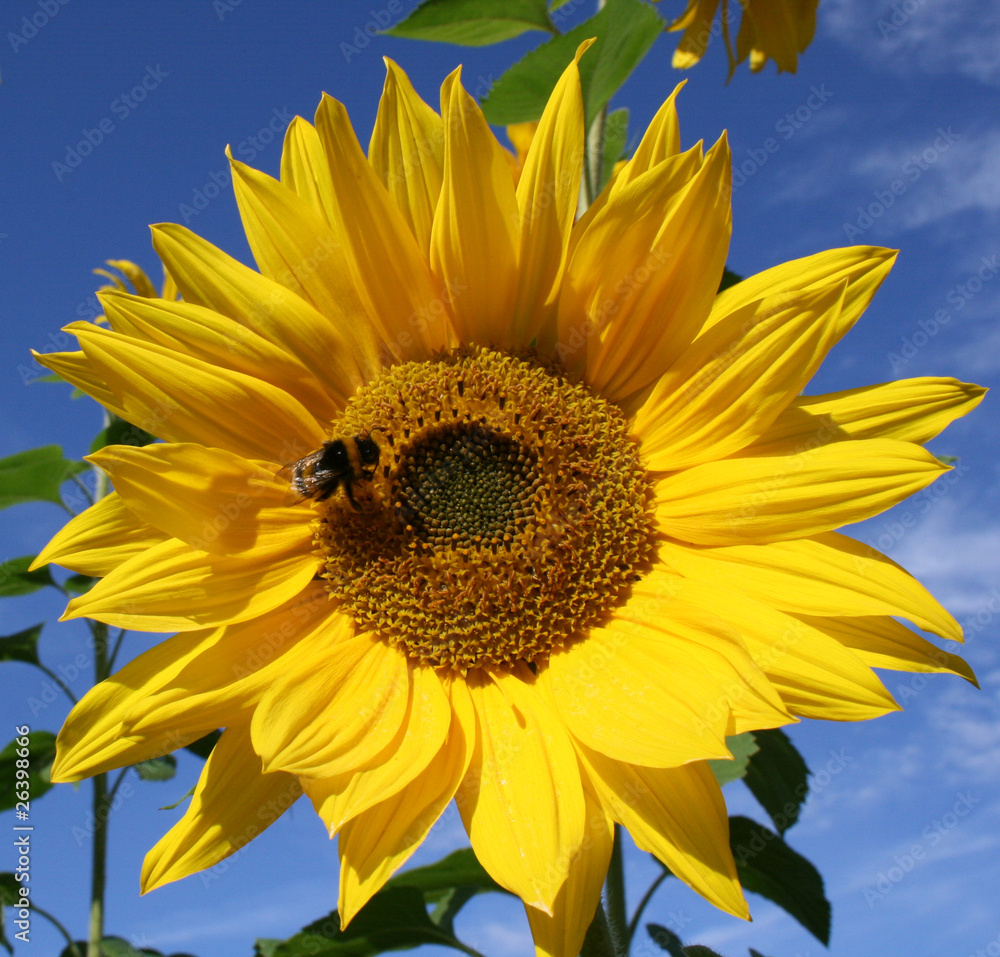 Naklejka premium sonnenblume