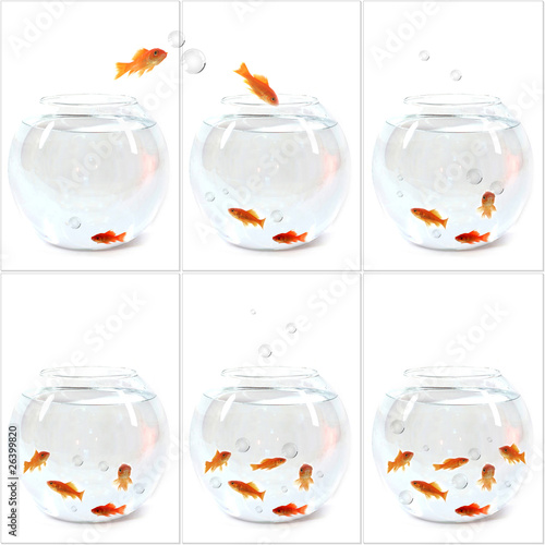 Photography montage 6 bocaux à poissons rouges