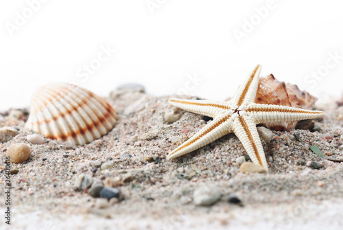 Muschel, Seestern und Schneckenhaus am Sand strand