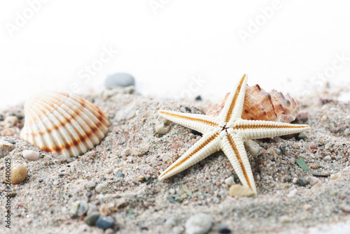 Muschel, Seestern und Schneckenhaus am Sand strand © Alexander Hoffmann