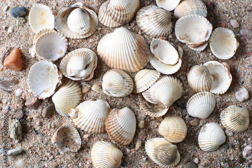 Muscheln am Sand strand