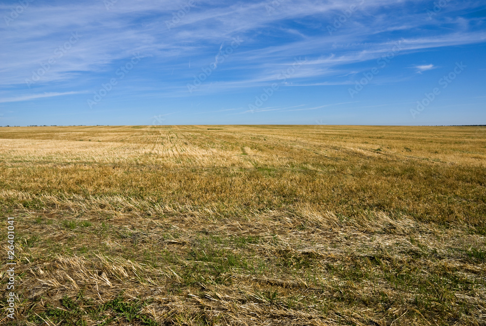 Wheat field after mowing