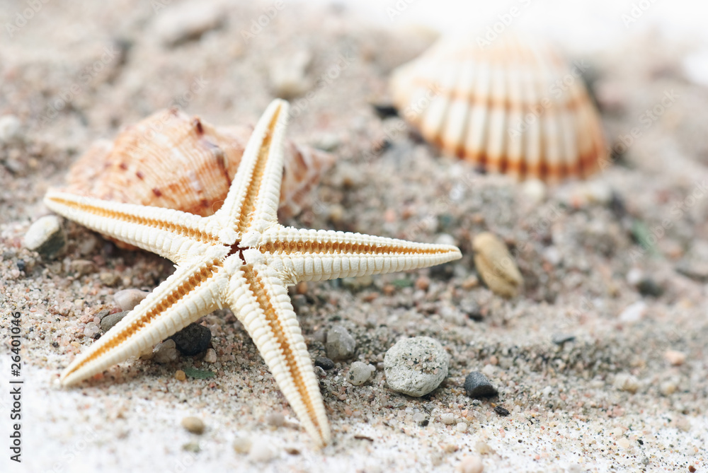 Muschel, Seestern und Schneckenhaus am Sand strand Muschel, Seestern und Schneckenhaus am Sand strand