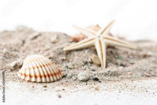 Muschel, Seestern und Schneckenhaus am Sand strand