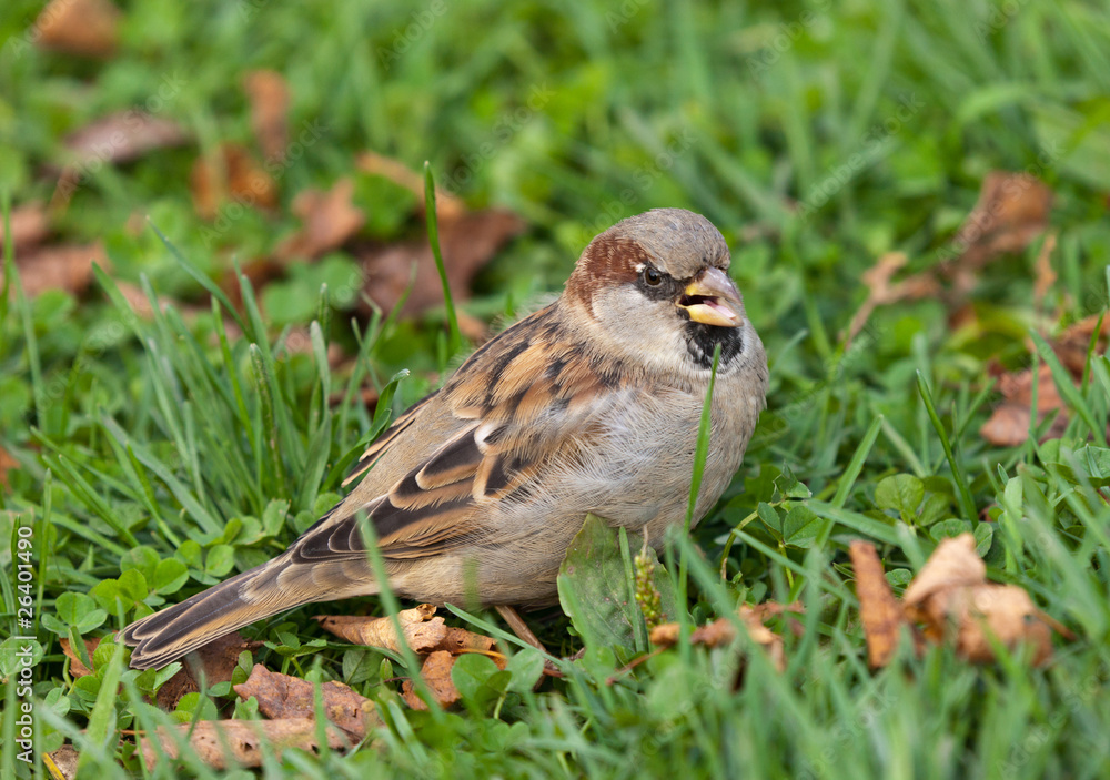 Angry sparrow Angry sparrow