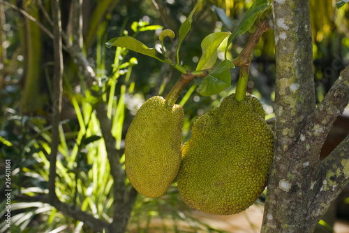 Jackfruit on the jackfruit tree the fruit from a garden in  Vietnam Artocarpus heterophyllus 