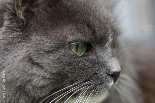 gray cat close up. cat's-eye