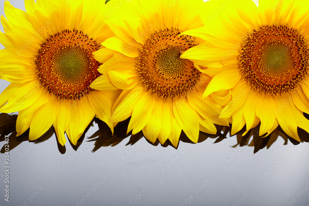 Obraz premium Three sunflowers with copyspase