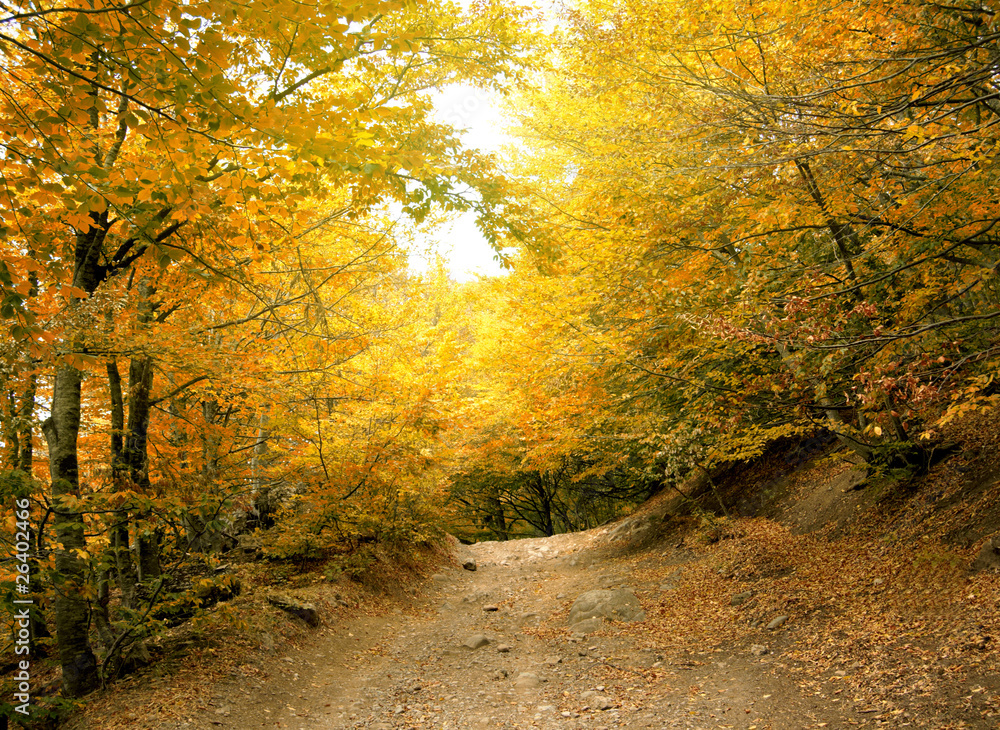 Autumn park road.