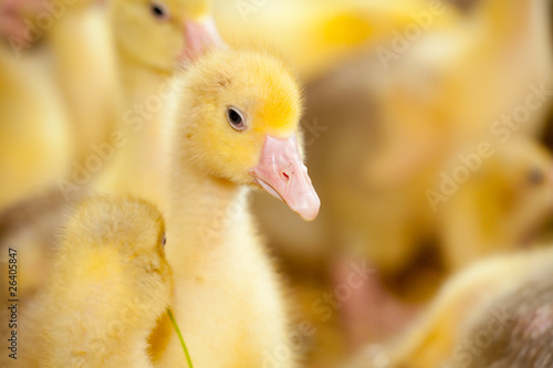 Little Ducklings