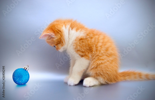 Nice red kitten with a Christmas toy