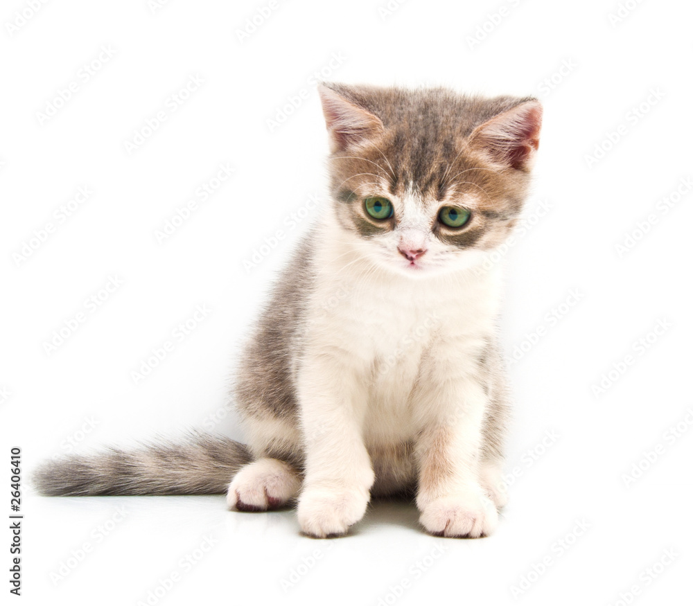 Small gray kitten isolated on a white background Small gray kitten isolated on a white background