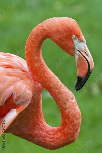 Flamingo profile