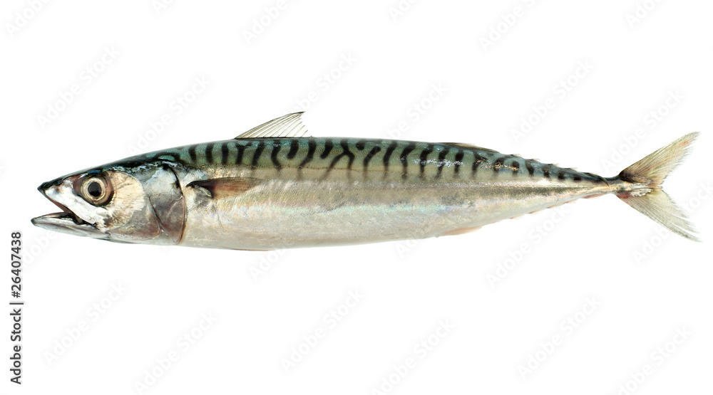 Mackerel Fish (Scomber scrombrus) Isolated on White Mackerel Fish (Scomber scrombrus) Isolated on White