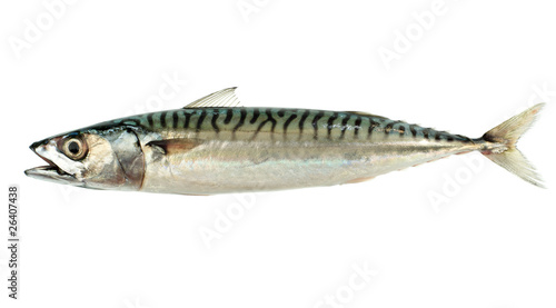 Mackerel Fish (Scomber scrombrus) Isolated on White