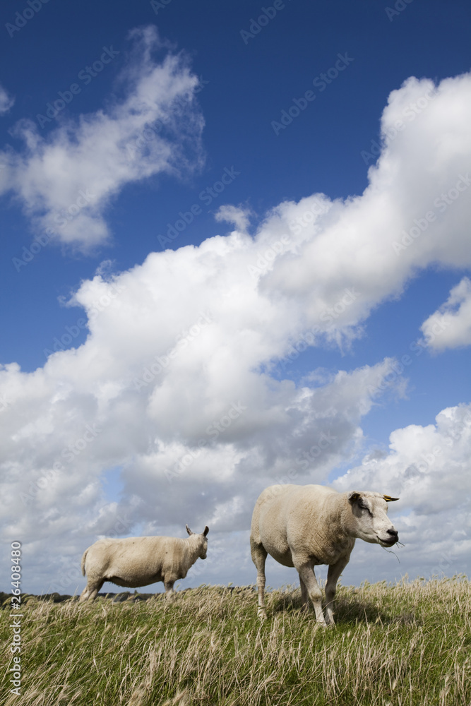 Fototapeta premium Sheep