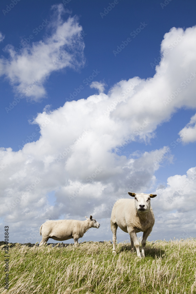 Obraz premium Sheep