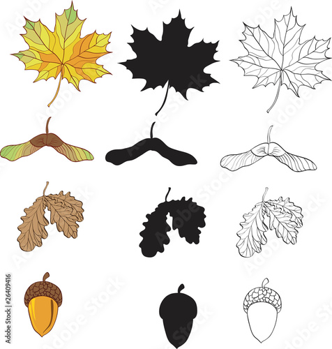 a set of maple and oak leaves