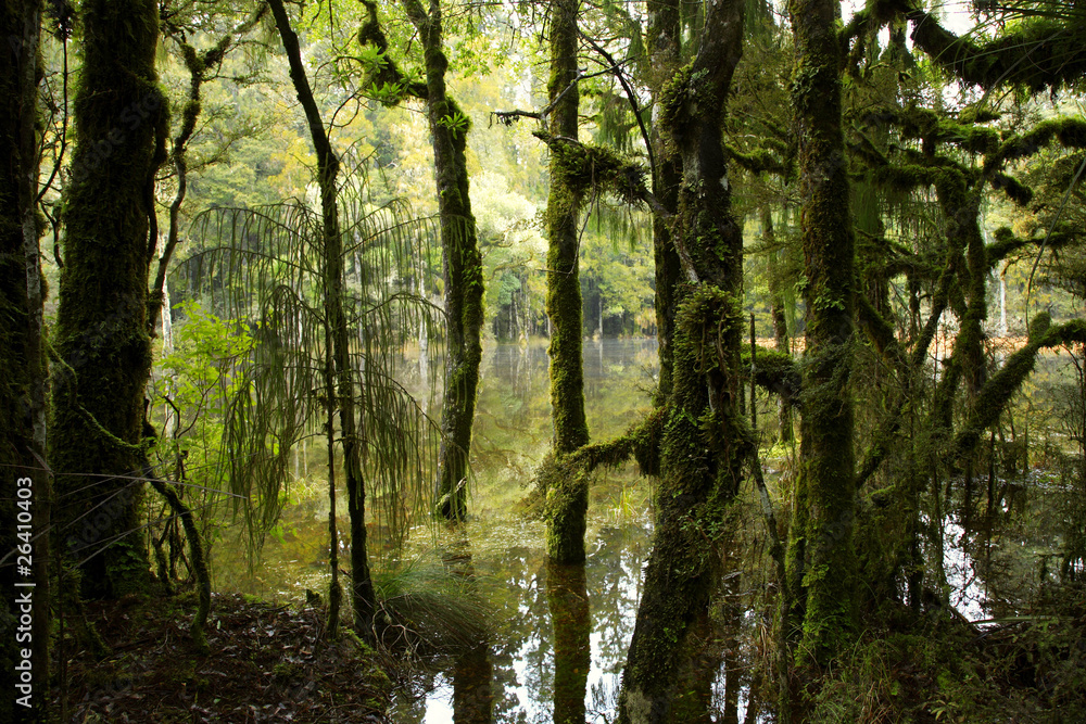 Swamp forest