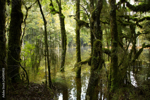 Fototapeta Naklejka Na Ścianę i Meble -  Swamp forest