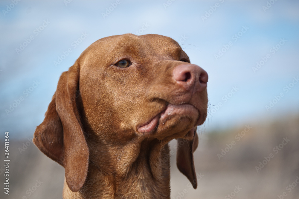 Vizsla Dog with Curled Lip Vizsla Dog with Curled Lip