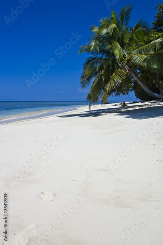 White sand beach with palmtree in Pulau Sipadan