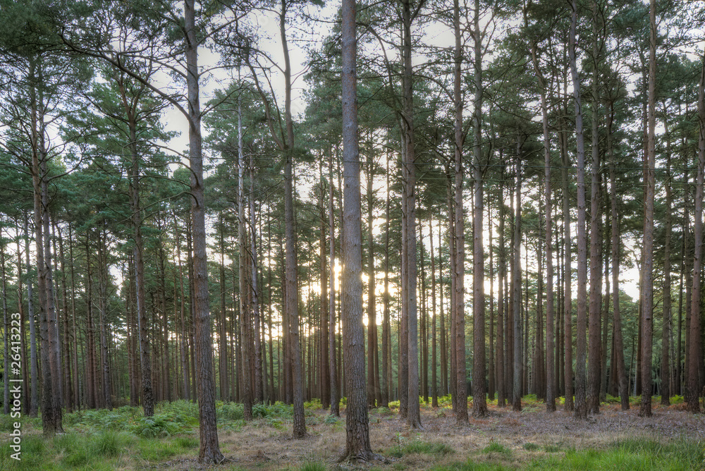 Obraz premium View through trees in forest with sun rising in background and f