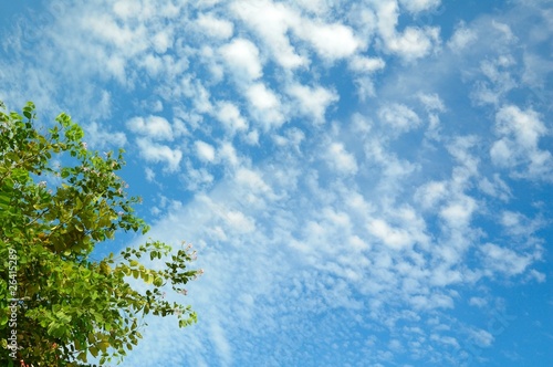 cloud sky and tree