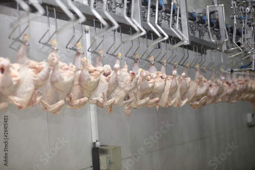 Canvastavla poultry processing meat food industry