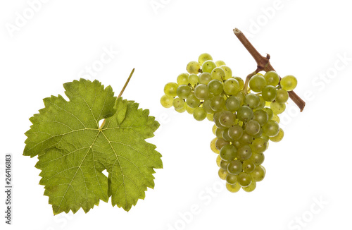 leaf and grapes of white kerner
