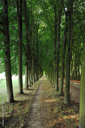 Obraz na płótnie forest w salonie