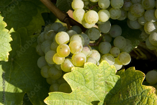 whte grapes in a vineyard photo