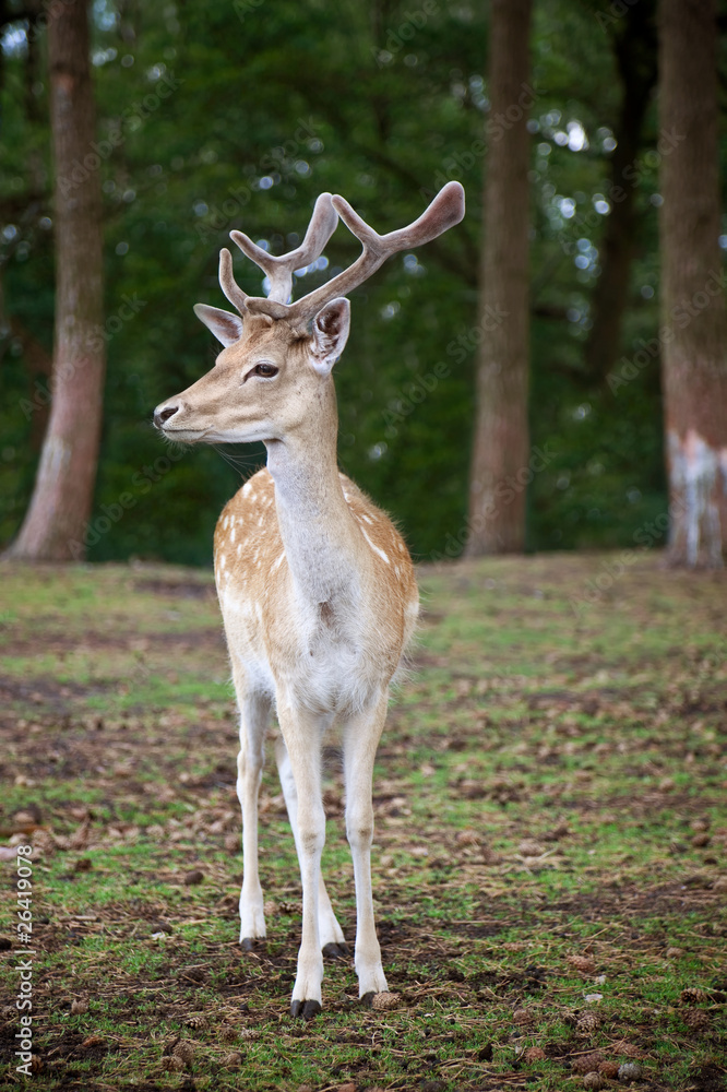 young deer posing in the forest