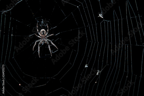 Gartenkreuzspinne (Araneus diadematus)
