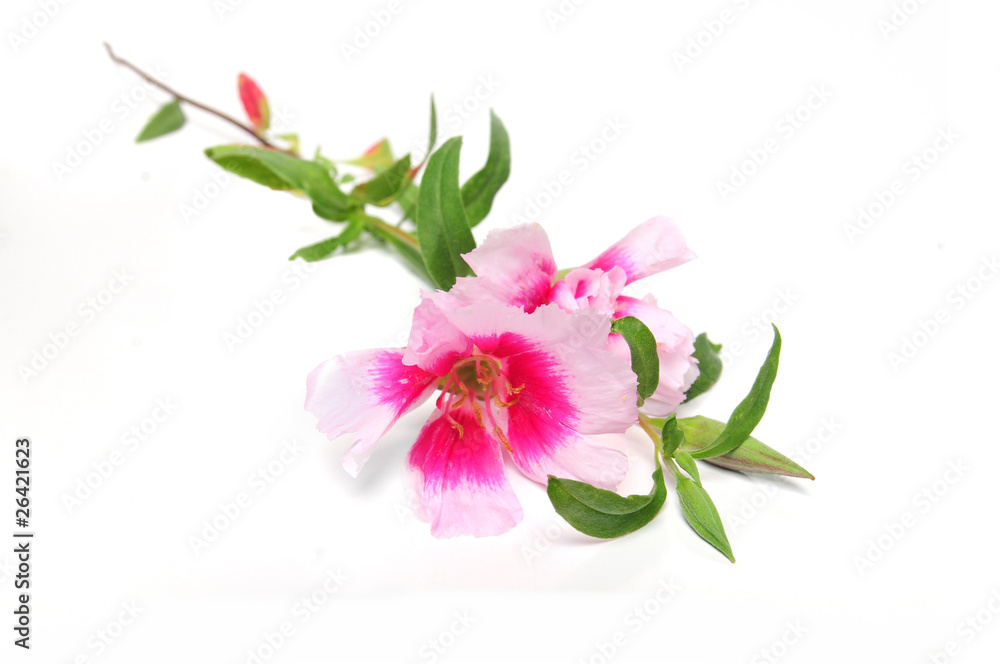 Fototapeta premium Orchidee