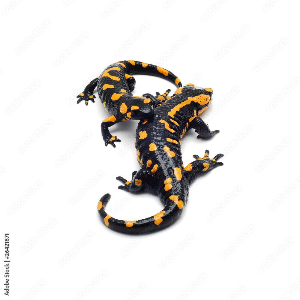 salamander salamander